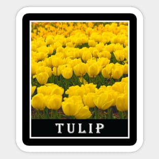 Yellow Tulip Floral Photography Sticker